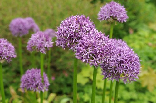 Allium Purple Sensation 12 bollen - afbeelding 2