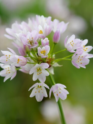 Allium Roseum 25 bollen - afbeelding 2