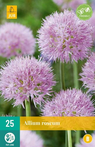 Allium Roseum 25 bollen - afbeelding 1