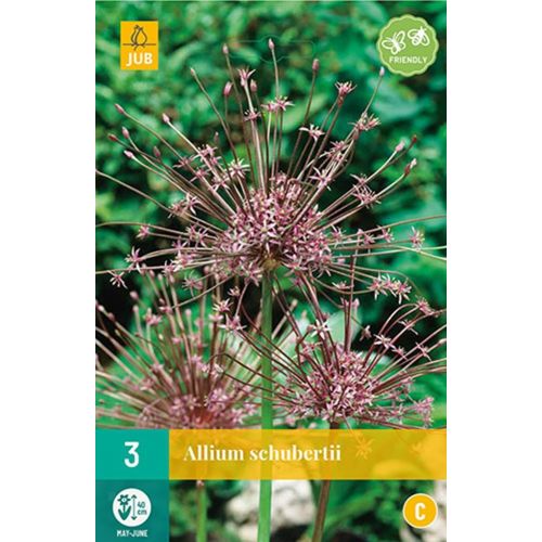 Allium schubertii 3 bollen - afbeelding 1