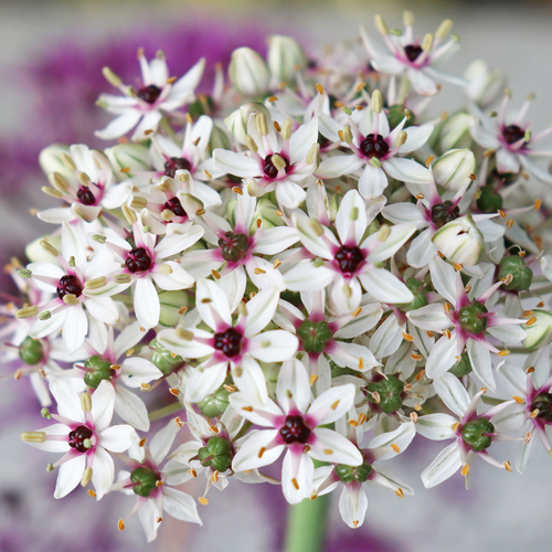 Allium silver spring 1 bol - afbeelding 2