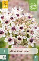 Allium silver spring 1 bol - afbeelding 1
