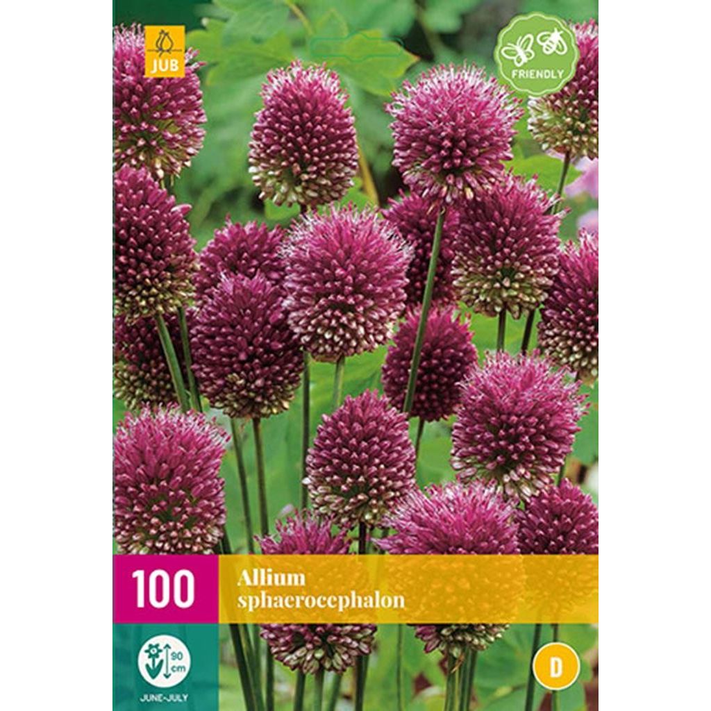 duidelijkheid Horzel Melbourne Allium sphaerocephalon 100 bollen - DeOosteindeOnline.nl