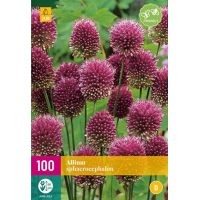 Allium sphaerocephalon 100 bollen - afbeelding 1