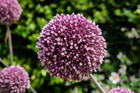 ALLIUM SUMMER DRUMMER