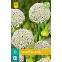 Allium white cloud 10 bollen