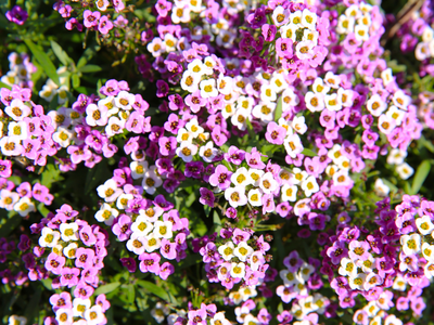 Alyssum / Lobularia