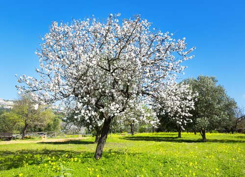 Amandel Prunus dulcis - afbeelding 4