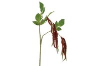 Countryfield zijden Amaranthus caudatus 91 cm roze