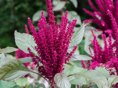 Amaranthus / Kattenstaart
