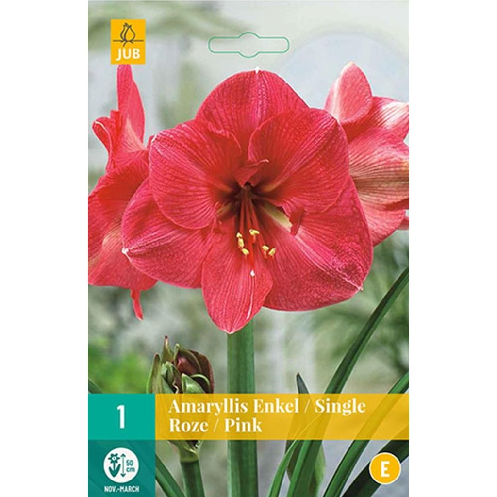 Jub Holland Amaryllis bloembollen - roze - 3x bloembol - bolmaat 24/26