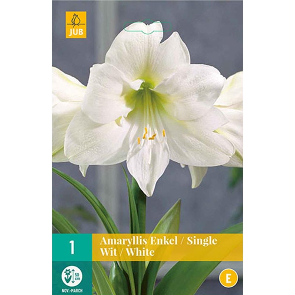 Jub Holland Amaryllis bloembollen - wit - 3 xbloembol - bolmaat 24/26