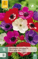Anemone coronaria de Caen mix - afbeelding 2