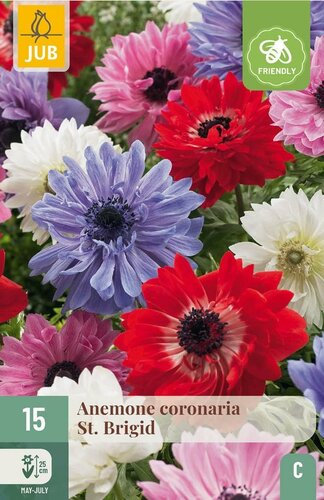 Anemone coronaria St. Brigid mix - afbeelding 2