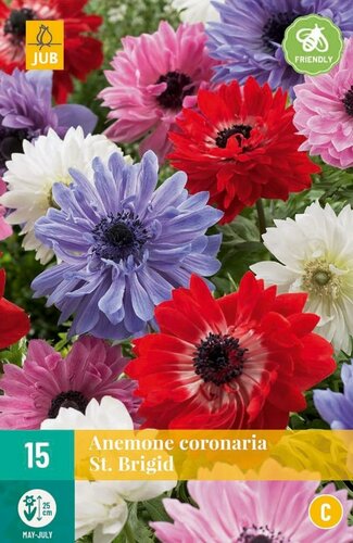 Anemone coronaria St. Brigid mix - afbeelding 1