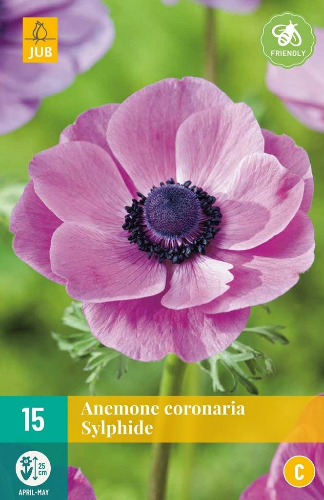Anemoon Coronaria Sylphide 15 bollen