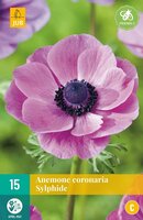 Anemoon Coronaria Sylphide 15 bollen