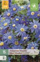 Anemoon blanda blue shades 15 bollen - afbeelding 1