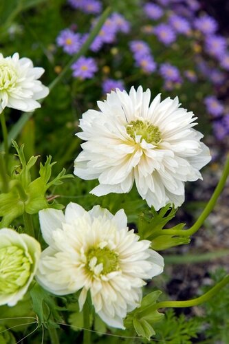 Anemoon coronaria mount everest 15 bollen - afbeelding 2