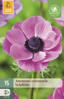Anemoon Coronaria Sylphide 15 bollen