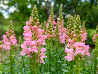 Antirrhinum / Leeuwebek