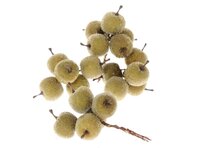 Appeltjes Frosted groen 5x4 stuks