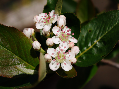 Appelbes