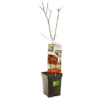 Appelboom Malus d. Summer red - afbeelding 2
