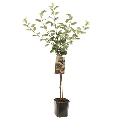 Appelboom Malus dom. Rode Boskoop laagstam