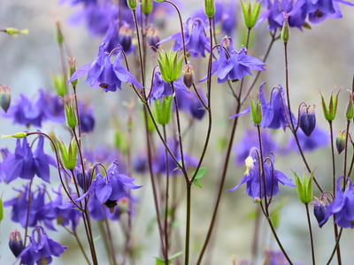 Aquilegia / Akelei vast