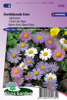 Aster Alpinus zaden Alpenaster Mix