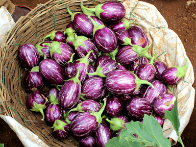 Aubergine