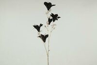 Bauhinia 84 cm zwart