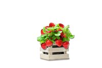 Baza garden box reuze aardbei - afbeelding 2