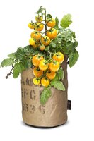 Baza Seeds & Tomatoes rags bio clementine yellow - afbeelding 2