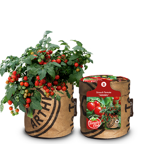 Baza tomato club stuiktomaat minibel