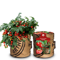 Baza tomato club stuiktomaat minibel