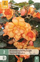 Begonia apricot shades