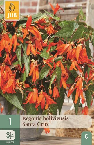 Begonia boliviensis Santa Cruz - afbeelding 1