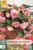 Begonia cascade florence