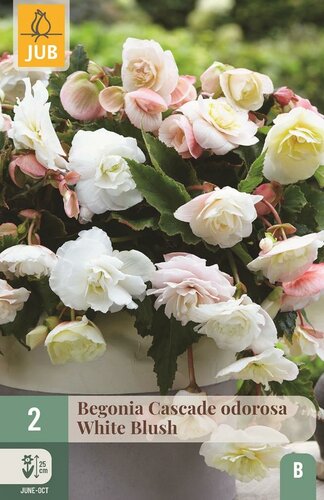 Begonia cascade odorosa white blush