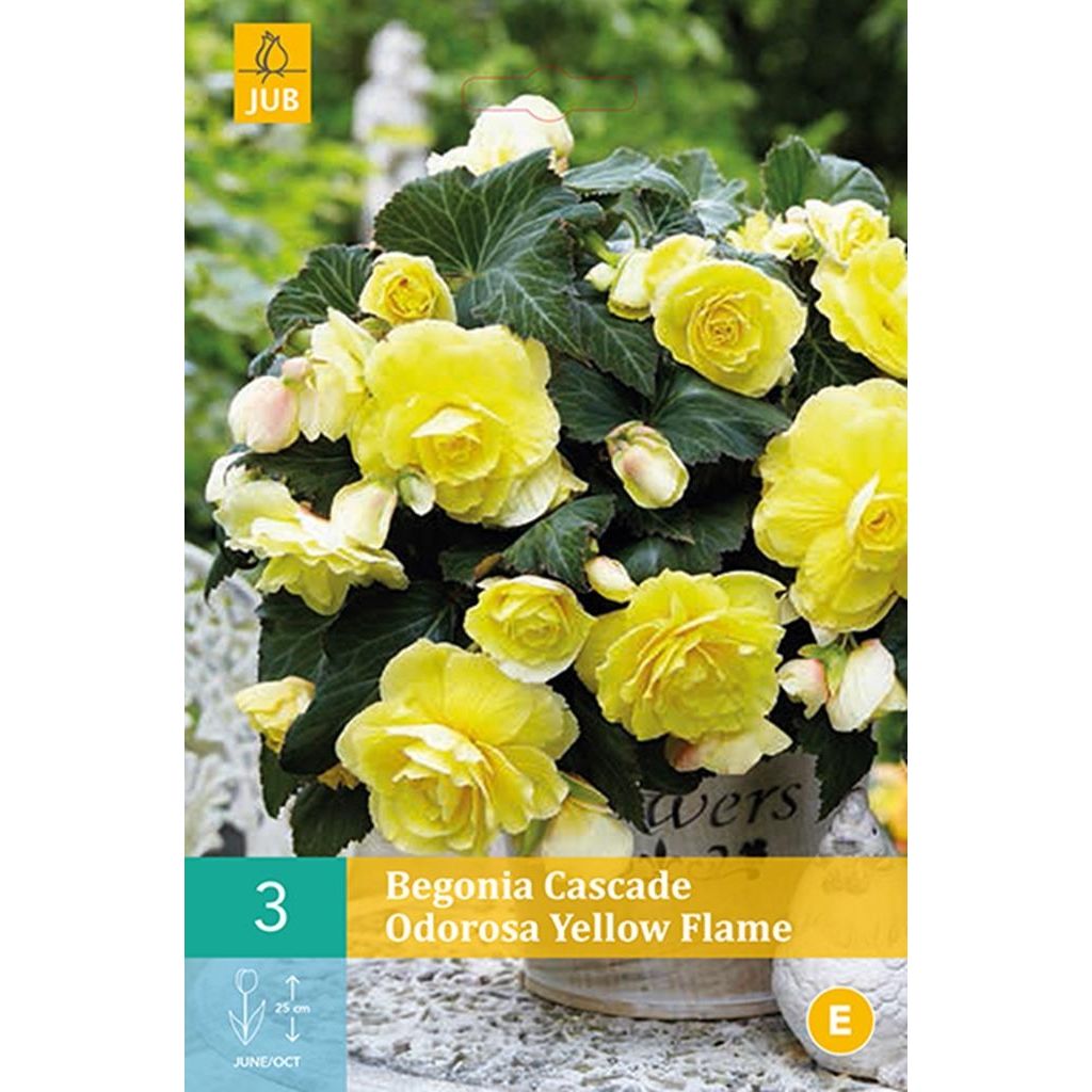 Begonia cascade odorosa yellow flame