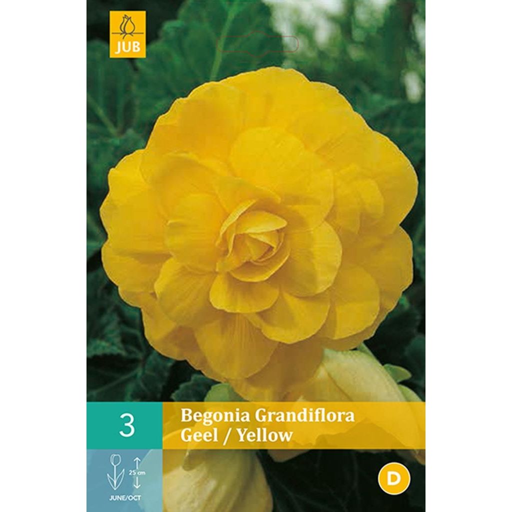 Begonia Grandiflora geel