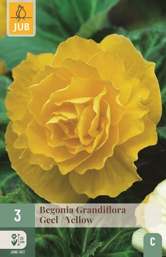 Begonia Grandiflora geel - afbeelding 1