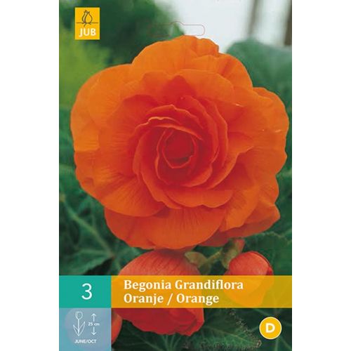 Begonia Grandiflora oranje
