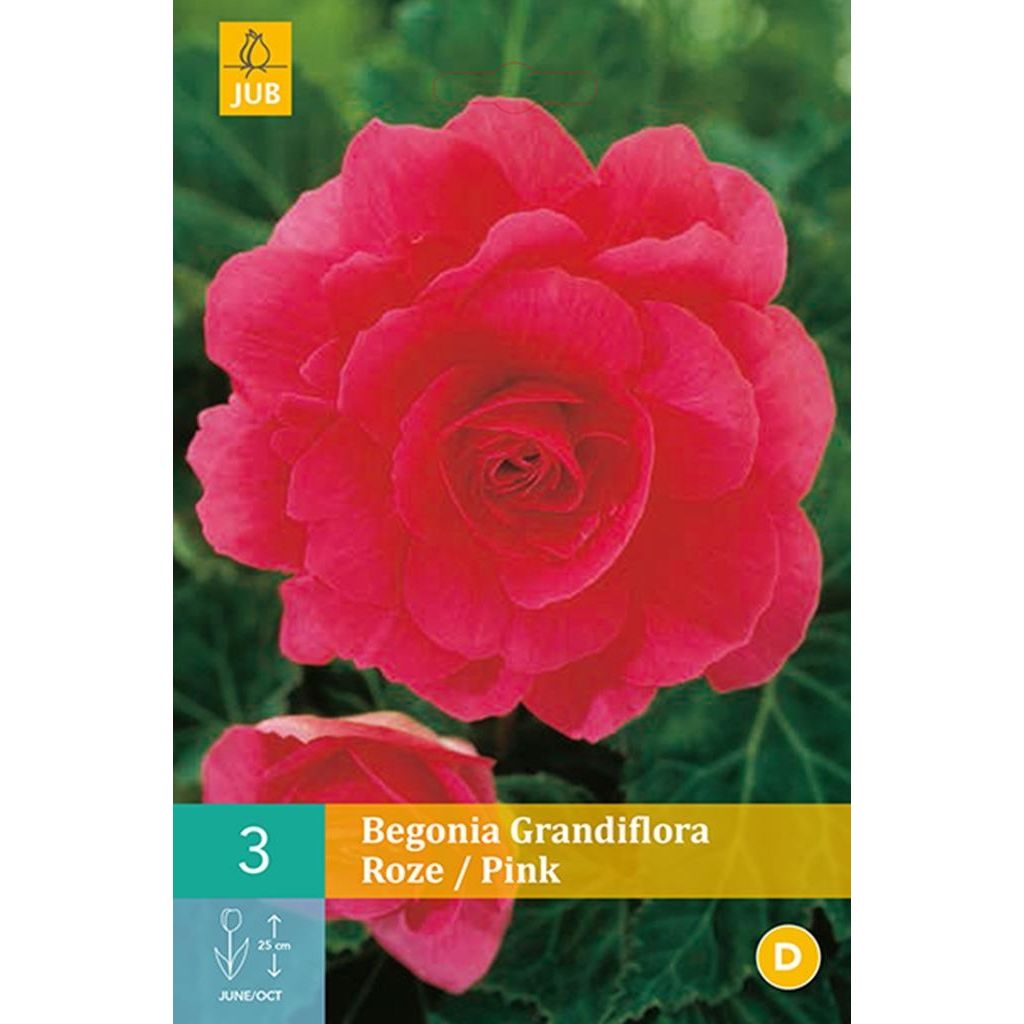 Begonia grandiflora roze