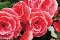 Begonia grandiflora roze - afbeelding 2
