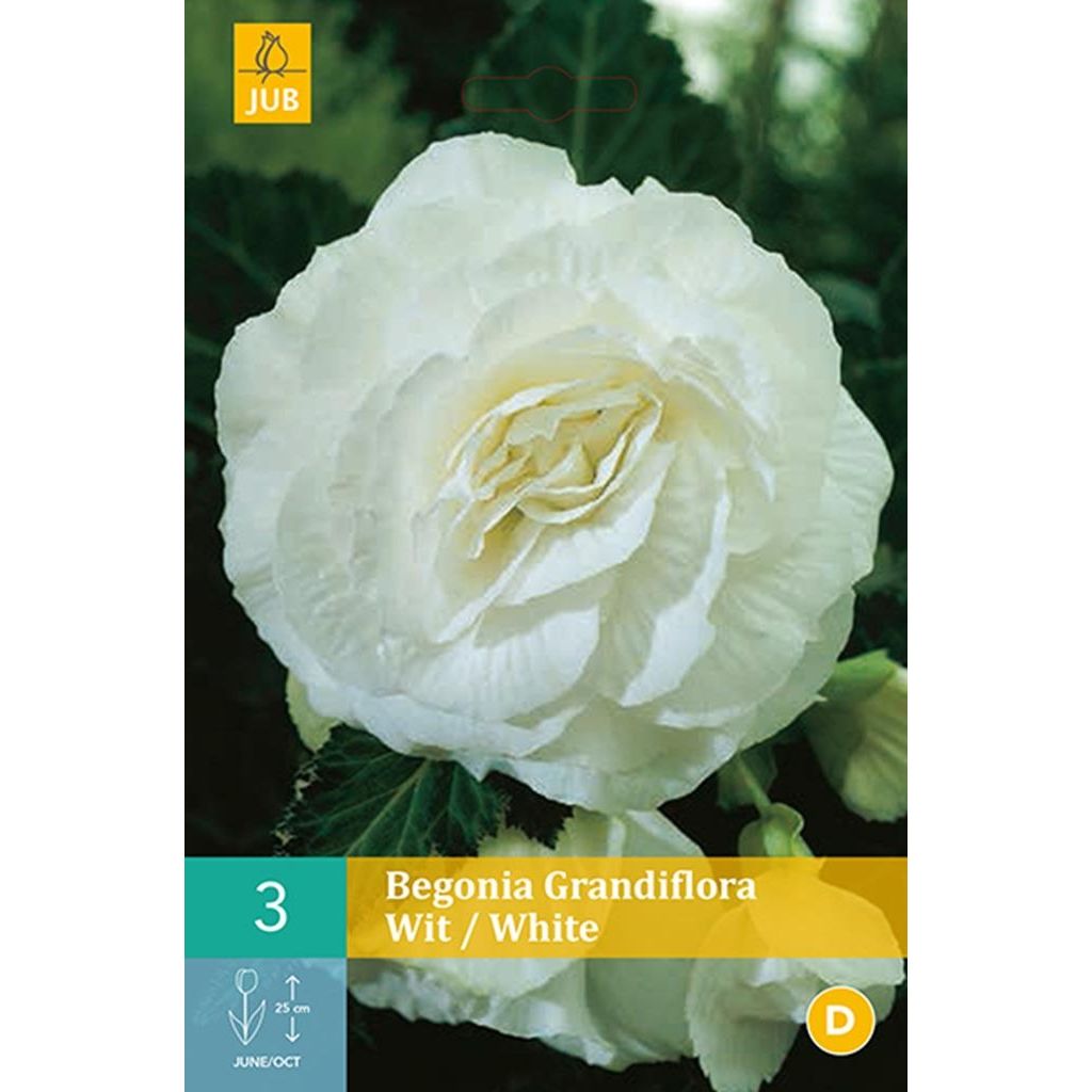 Begonia grandiflora wit