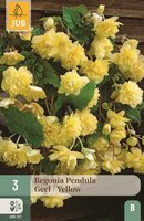Begonia pendula geel