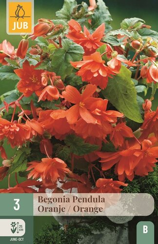 Begonia pendula oranje